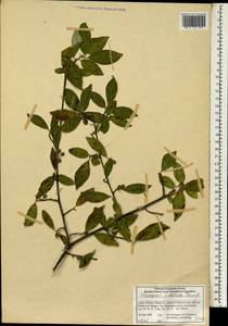 Elaeagnus umbellata C.P. Thunb. ex A. Murray, South Asia, South Asia (Asia outside ex-Soviet states and Mongolia) (ASIA) (China)
