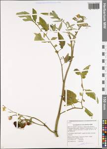 Solanum lycopersicum L., Eastern Europe, Belarus (E3a) (Belarus)