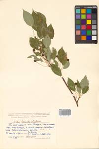 Malus baccata (L.) Borkh., Siberia, Russian Far East (S6) (Russia)