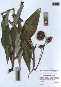 Cirsium × helenioides (L.) Hill, Siberia, Altai & Sayany Mountains (S2) (Russia)