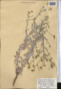 Pulicaria salviifolia Bunge, Middle Asia, Pamir & Pamiro-Alai (M2) (Tajikistan)