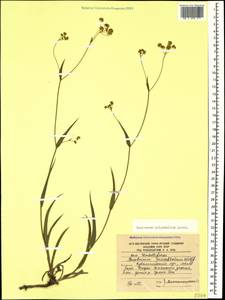 Bupleurum polyphyllum Ledeb., Caucasus, South Ossetia (K4b) (South Ossetia)