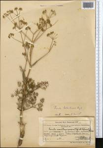 Ferula tschuiliensis Bajtenov, Middle Asia, Northern & Central Tian Shan (M4) (Kazakhstan)