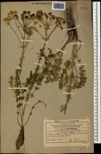 Ferulago setifolia K. Koch, Caucasus, Georgia (K4) (Georgia)