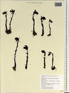 Monotropastrum humile (D. Don) H. Hara, South Asia, South Asia (Asia outside ex-Soviet states and Mongolia) (ASIA) (Japan)