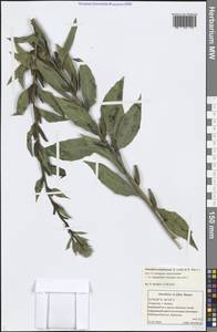 Oenothera × ersteinensis H. P. Linder & R. Jean, Eastern Europe, Middle Volga region (E8) (Russia)