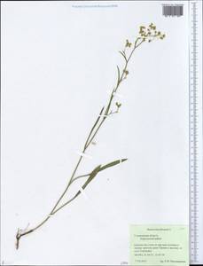 Bupleurum falcatum L., Eastern Europe, Middle Volga region (E8) (Russia)