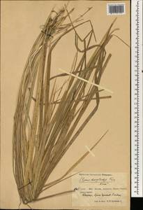 Leymus secalinus (Georgi) Tzvelev, South Asia, South Asia (Asia outside ex-Soviet states and Mongolia) (ASIA) (China)