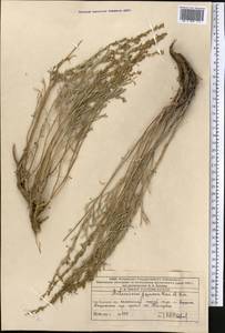 Artemisia juncea Kar. & Kir., Middle Asia, Western Tian Shan & Karatau (M3) (Kazakhstan)