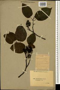 Alnus subcordata C.A.Mey., Caucasus, Azerbaijan (K6) (Azerbaijan)