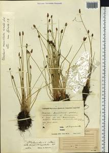 Eleocharis mamillata (H.Lindb.) H.Lindb., Siberia, Yakutia (S5) (Russia)