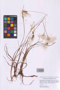 Eriophorum angustifolium Honck., Eastern Europe, Moscow region (E4a) (Russia)