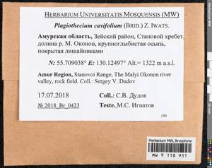 Plagiothecium cavifolium (Brid.) Z. Iwats., Bryophytes, Bryophytes - Russian Far East (excl. Chukotka & Kamchatka) (B20) (Russia)