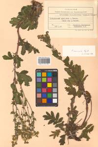 Potentilla tanacetifolia Willd. ex D. F. K. Schltdl., Siberia, Russian Far East (S6) (Russia)