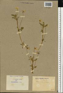 Viola tricolor L., Eastern Europe, North Ukrainian region (E11) (Ukraine)