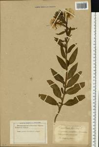 Oenothera biennis L., Eastern Europe, Latvia (E2b) (Latvia)