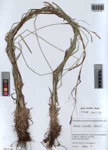 KUZ 003 227, Carex arnellii Christ ex Scheutz, Siberia, Altai & Sayany Mountains (S2) (Russia)