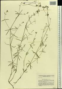 Cynanchica tinctoria (L.) Fourr., Eastern Europe, Central forest-and-steppe region (E6) (Russia)