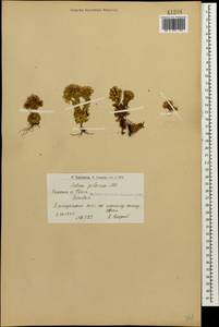 Prometheum pilosum (M. Bieb.) H. Ohba, Caucasus, Armenia (K5) (Armenia)