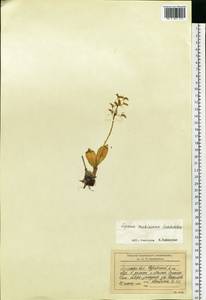 Liparis makinoana Schltr., Siberia, Russian Far East (S6) (Russia)
