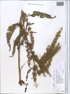Rumex patientia subsp. tibeticus (Rech. fil.) Rech. fil., Middle Asia, Dzungarian Alatau & Tarbagatai (M5) (Kazakhstan)