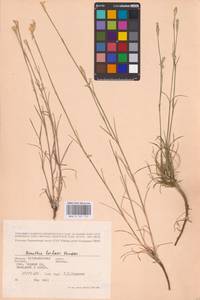 Dianthus borbasii Vandas, Eastern Europe, Lower Volga region (E9) (Russia)