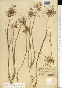 Allium flavum subsp. tauricum (Besser ex Rchb.) K.Richt., Eastern Europe, South Ukrainian region (E12) (Ukraine)