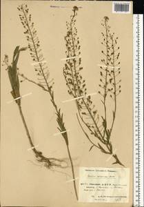 Camelina microcarpa Andrz. ex DC., Eastern Europe, Eastern region (E10) (Russia)