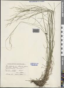 Poa nemoralis L., Eastern Europe, Moscow region (E4a) (Russia)