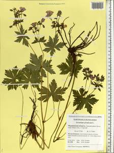 Geranium sylvaticum L., Eastern Europe, Northern region (E1) (Russia)