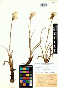 Eriophorum angustifolium subsp. komarovii (V.N.Vassil.) Vorosch., Siberia, Altai & Sayany Mountains (S2) (Russia)