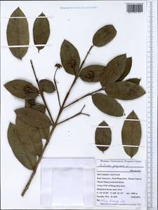Psidium guajava L., South Asia, South Asia (Asia outside ex-Soviet states and Mongolia) (ASIA) (Vietnam)