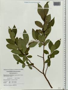 Salix pentandra L., Eastern Europe, Northern region (E1) (Russia)