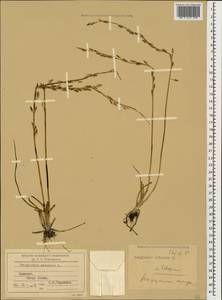 Triglochin palustris L., Caucasus, Armenia (K5) (Armenia)