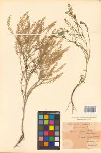 Lepidium ruderale L., Eastern Europe, Middle Volga region (E8) (Russia)