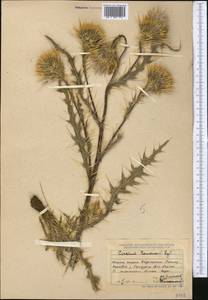 Cirsium semenovii Regel & Schmalh., Middle Asia, Dzungarian Alatau & Tarbagatai (M5) (Kazakhstan)