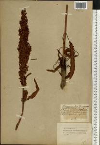 Rumex longifolius DC., Eastern Europe, Western region (E3) (Russia)