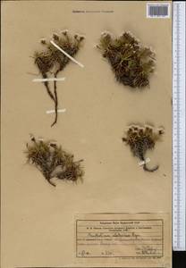 Acantholimon alatavicum Bunge, Middle Asia, Western Tian Shan & Karatau (M3) (Uzbekistan)