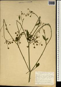 Dichoropetalum caucasicum (M. Bieb.) Soldano, Galasso & Banfi, South Asia, South Asia (Asia outside ex-Soviet states and Mongolia) (ASIA) (Turkey)