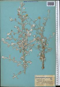 Lachnophyllum gossypinum Bunge, Middle Asia, Western Tian Shan & Karatau (M3) (Tajikistan)