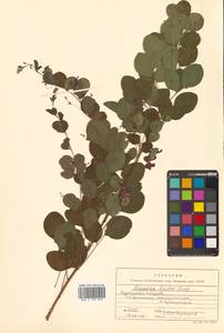 Lespedeza bicolor Turcz., Siberia, Russian Far East (S6) (Russia)