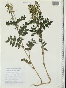 Astragalus frigidus (L.) A. Gray, Eastern Europe, Northern region (E1) (Russia)