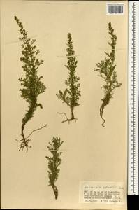 Artemisia adamsii Besser, Mongolia (MONG) (Mongolia)