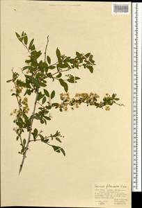 Spiraea flexuosa Fisch. ex Cambess., Mongolia (MONG) (Mongolia)