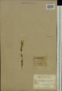 Equisetum arvense L., Eastern Europe, Northern region (E1) (Russia)