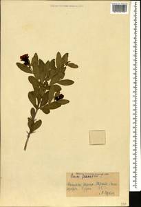 Punica granatum L., Caucasus, Azerbaijan (K6) (Azerbaijan)