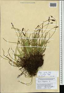 Carex spicata subsp. spicata, Eastern Europe, Central region (E4) (Russia)