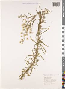 Erigeron bonariensis L., Caucasus, Black Sea Shore (from Novorossiysk to Adler) (K3) (Russia)