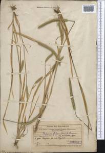 Phleum phleoides (L.) H.Karst., Middle Asia, Western Tian Shan & Karatau (M3) (Uzbekistan)