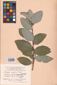 Elaeagnus commutata Bernh. ex Rydb., Eastern Europe, Lithuania (E2a) (Lithuania)